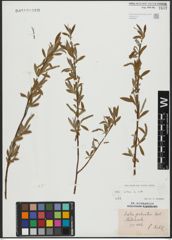 Foto von Salix alba L.